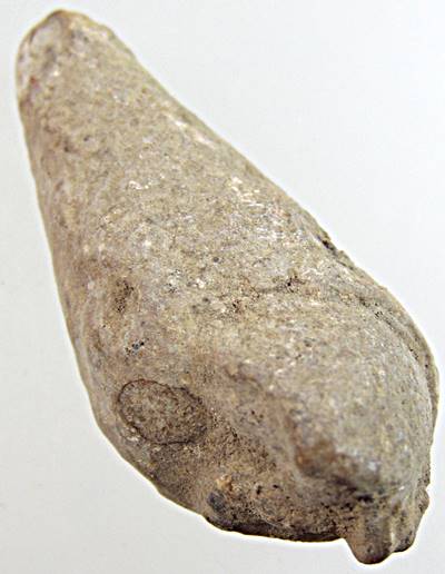 ๒๐ฟอสซิลหอย (ได้จากสุโขทัย)