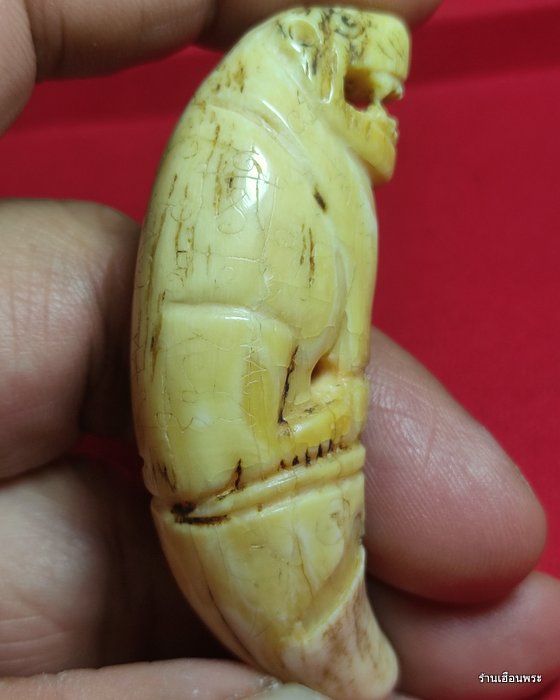 เสือหลวงพ่อนก วัดสังกะสี จ.สมุทรปราการ