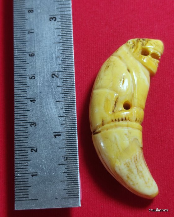 เสือหลวงพ่อนก วัดสังกะสี จ.สมุทรปราการ