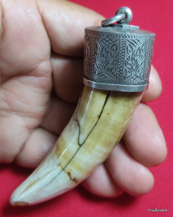 เขี้ยวจระเข้หลวงปู่ศุข วัดปากคลองมะขามเฒ่า จ.ชัยนาท