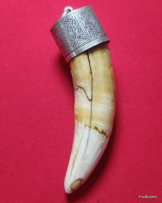 เขี้ยวจระเข้หลวงปู่ศุข วัดปากคลองมะขามเฒ่า จ.ชัยนาท