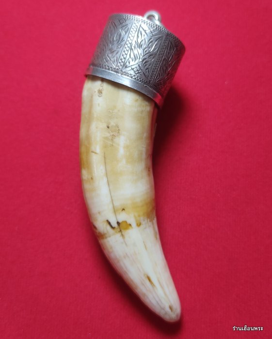 เขี้ยวจระเข้หลวงปู่ศุข วัดปากคลองมะขามเฒ่า จ.ชัยนาท