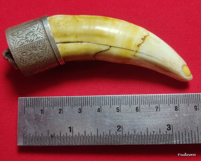 เขี้ยวจระเข้หลวงปู่ศุข วัดปากคลองมะขามเฒ่า จ.ชัยนาท