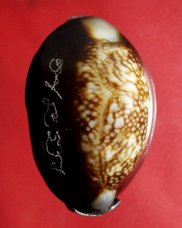 เบี้ยแก้ หลวงปู่บัวปลุกเสก