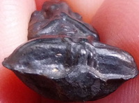 *พระปิดตาลอยองค์ พิมพ์จิ๋ว ท้องอุ-หลังมะ เนื้อเมฆพัตร หลวงพ่อดิ่ง วัดบางวัว ฉะเชิงเทรา*