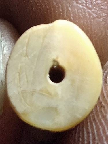 เสือสาริกาแกะจากปลายเขี้ยว