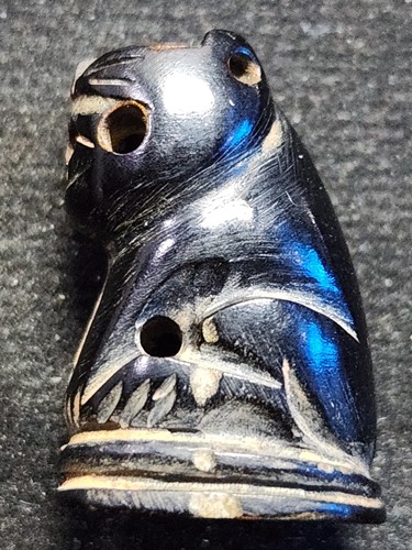 เสือแกะ เนื้อกัลปังหาดำ