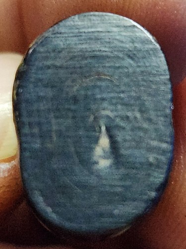 เสือแกะ เนื้อกัลปังหาดำ