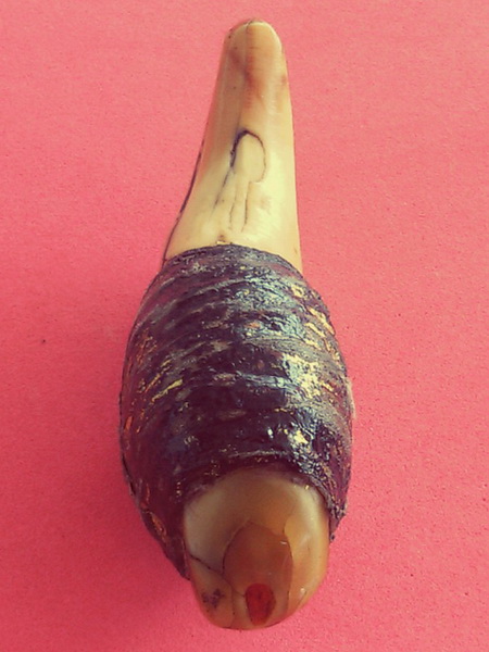 เขี้ยวหมี ตัวเขี้ยวยาวประมาณ 7.8 ซ.ม จุ่มรักปิดทองเก่า