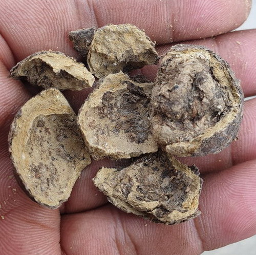 ลูกอม(เปลือย)หลวงพ่อปลอด วัดปากทะเล จังหวัดเพชรบุรี มีพระปิดตาด้านใน