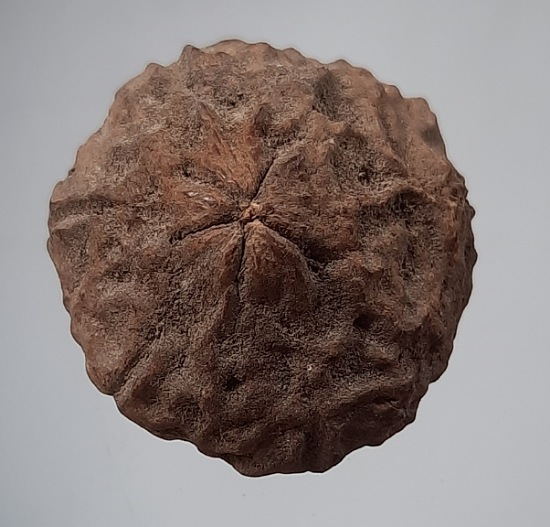 เมล็ดพระเจ้า๕พระองค์ เครื่องรางแห่งโชคลาภ