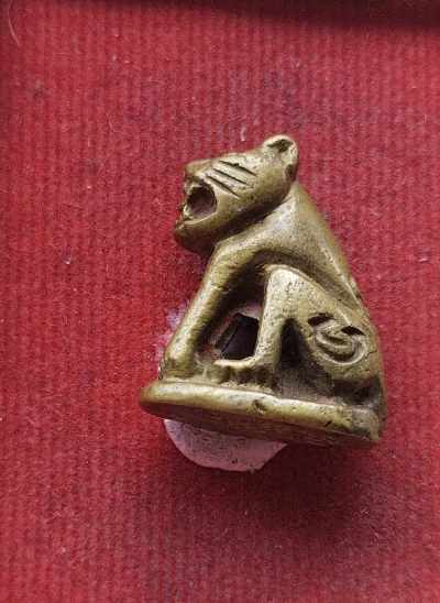 เสือเนื้อทองเหลือง ไม่ทราบที่