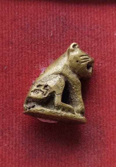 เสือเนื้อทองเหลือง ไม่ทราบที่