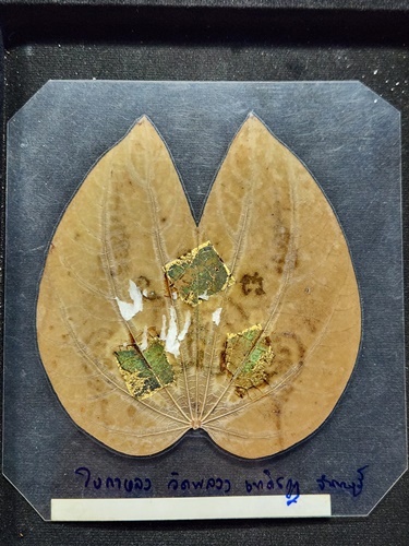  วัดพลวง จันทบุรี ใบกาหลงใหญ่