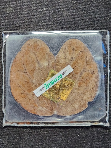  วัดพลวง จันทบุรี ใบกาหลงเล็ก