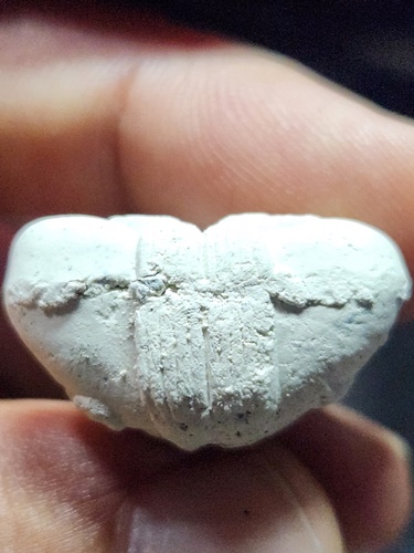  วัดเขาบังเหย ชัยภูมิ ปิดตาเก้านก อาจารย์นก