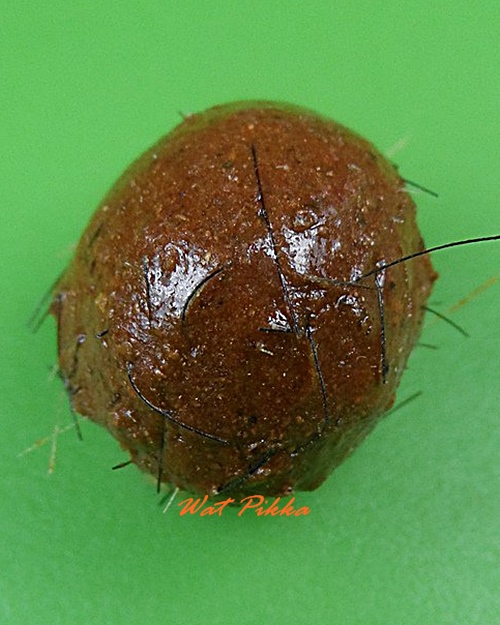 ลูกอมว่าน๑๐๘ผสมชานหมาก+เกศา ญาท่านเขียน ป่าช้าโพนสิม อุบลราชธานี .4212.