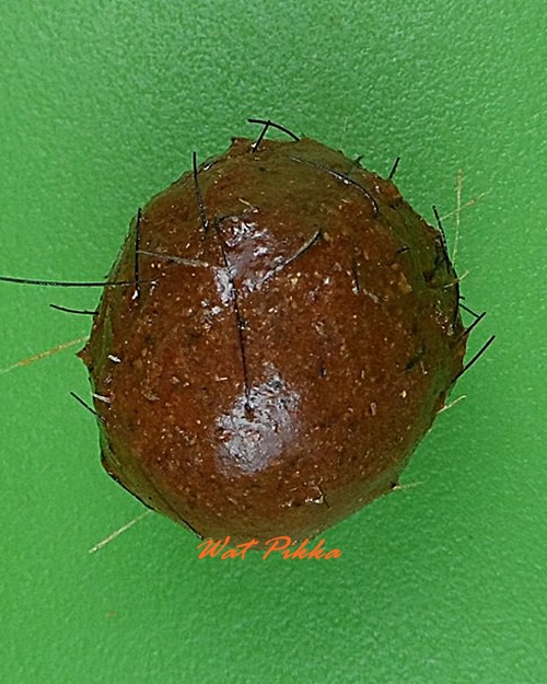 ลูกอมว่าน๑๐๘ผสมชานหมาก+เกศา ญาท่านเขียน ป่าช้าโพนสิม อุบลราชธานี .4212.