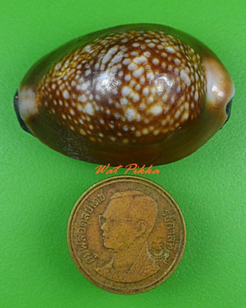 เบี้ยกัน บรรจุทรายเสก+แร่เขาพนมกุเลนฯ หลวงปู่สิงห์ วัดบ้านขี้เหล็ก ศรีสะเกษ .4222.