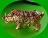 หมูทองแดงคาบแก้วหลวงพ่อพิเชฐ วัดโคกหม้อ ลพบุรี .5490.
