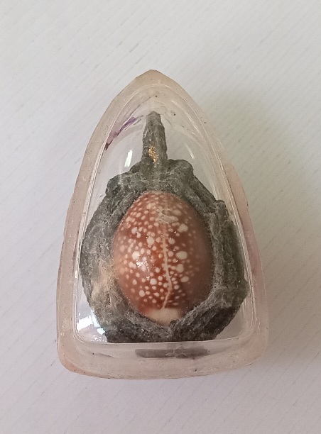 เบี้ยแก้หลวงปู่เหรียญ วัดบางระโหง จ.นนทบุรี