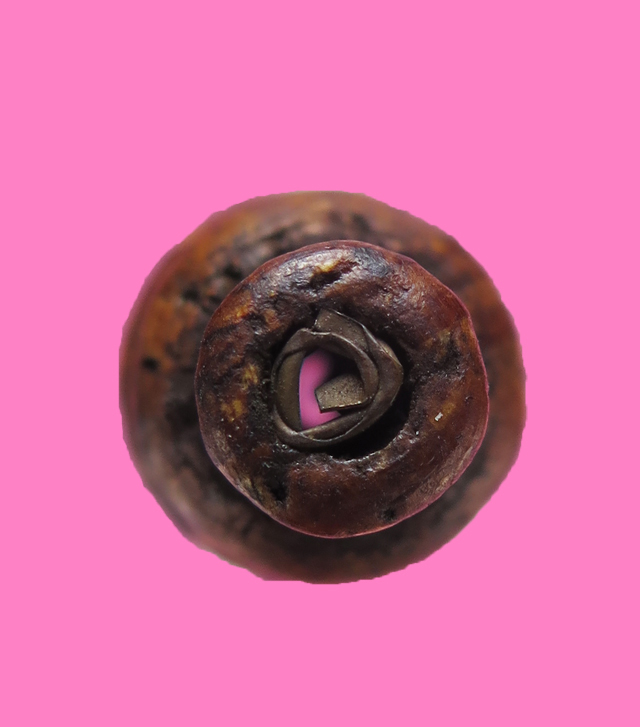 น้ำเต้าไม้ มีจาร มีตะกรุด