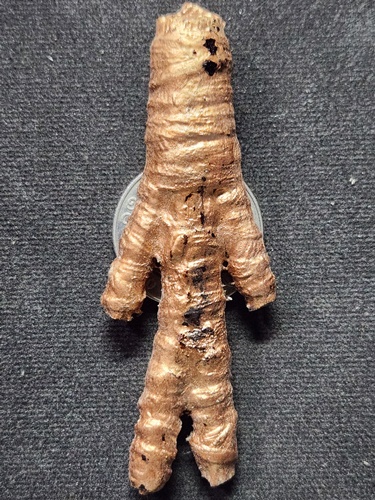 วัดป่าบ้านสังข์ จ.ร้อยเอ็ด หุ่นพยนต์โบราณ ไอ้เก้งก้าง นักเลงโต หลวงพ่อปุ่น 