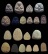 ปิดตาต่างวัด ทีเดียว 20 องค์....เคาะเดียว