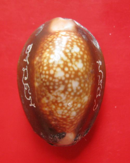 เบี้ยแก้ อุดผงพรายกุมารคลุกรักชันโรง พิธีในโบสถ์ วัดละหารไร่ หลวงปู่บัว ปลุกเสก ปี 54 ฉลองครบ ๒๐๐ ปี