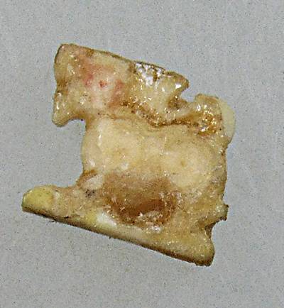 สิงห์สาริกา