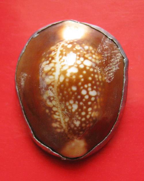 เบี้ยเเก้กันอาถรรพณ์เเก้จนตัวใหญ่ พิธีมหาจักรพรรดิตราธิราชปี 45 วัดลาดระโหง อยุธยาปลุกเศกพร้อมพระรุ่