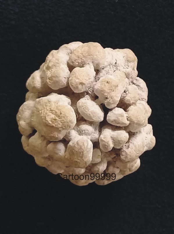 ***** ลูกอมพระธาตุพระสิวลี *****