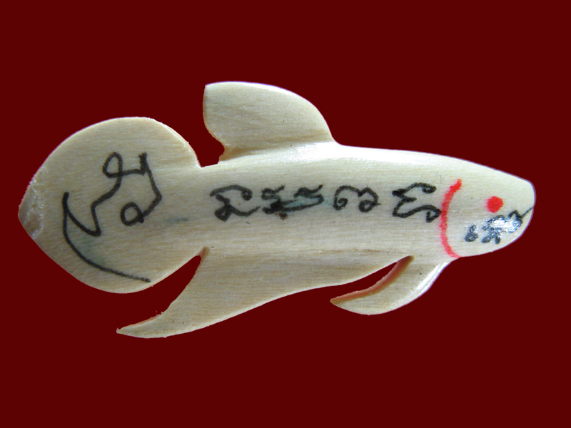 $ ปลากัด หลวงพ่อน่วม วัดโพธิ์ศรีเจริญ สุพรรณบุรี ( ไม้วาสนา )