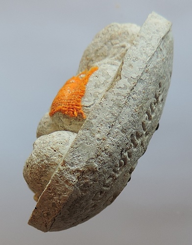 พระปิดตามหาลาภสารพัดดี หลวงพ่อคูณปริสุทโธ เนื้อเกสรหลังฝังปรก ออกวัดบ้านคลอง ปี2538