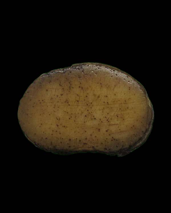 เสือ กระดกูแกะ หลวงพ่อสาย วัดบางเหี้ย จ.สมุทรปราการ