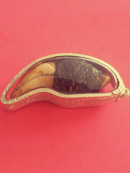 เขี้ยวหมี ตัวเขี้ยวยาวประมาณ 7.8 ซ.ม จุ่มรักปิดทองเก่า