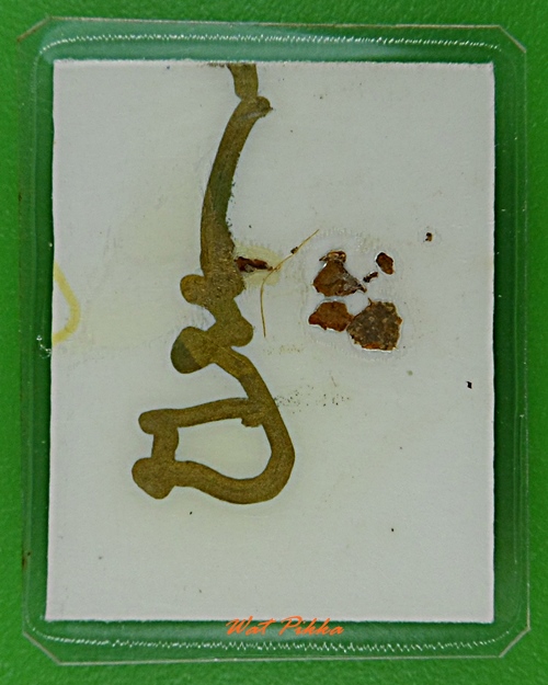 รูปหลวงพ่อหล่ำ วัดสามัคคีธรรม กทม. .D331.*