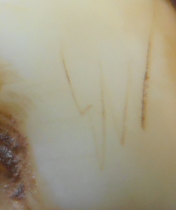 เสือแกะจากเขี้ยว