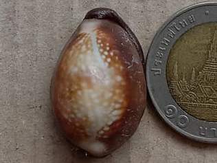 เบี้ยแก้อุดชันผสมผงธูปมวลสาร108 ฝังตระกรุดเงิน หลวงปู่คีย์ วัดศรีลำยอง จ สุรินทร์ ปี2555 รุ่นไตรภาคี