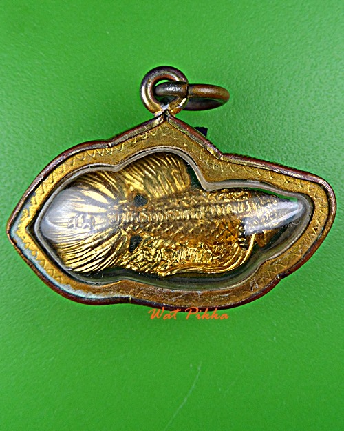 ปลากัดหลวงพ่อน่วม วัดโพธิ์ศรีเจริญ สุพรรณบุรี .E342.