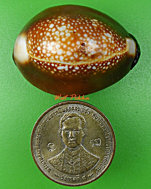 เบี้ยแก้หลวงพ่อพิเชฐ วัดโคกหม้อ ลพบุรี .E345.