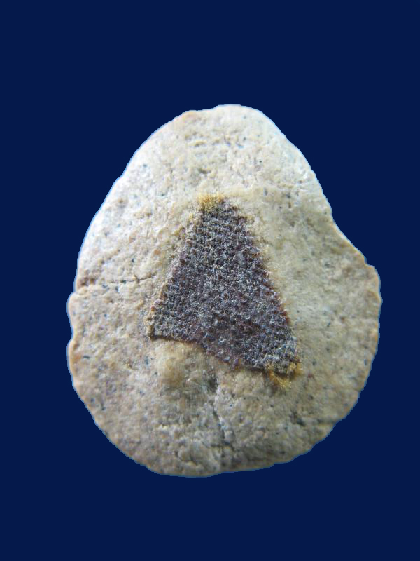 $ พระกลีบบัวหลังจีวร หลวงพ่อฤาษีลิงดำ วัดท่าซุง จ.อุทัยธานี เคาะเดียว ๒ องค์ครับ