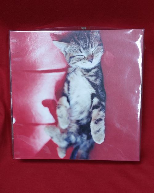 (ปิด59-)กรอบรูปแมวแขวนฝาผนัง ขนาด21x21ซ.ม.(สภาพไม่ได้ใช้)