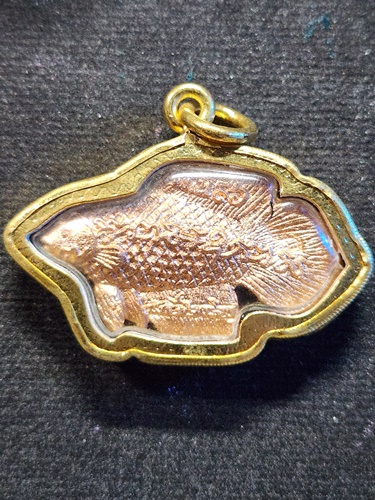 วัดโพธิ์ศรีเจริญ สุพรรณบุรี ปลากัด หลวงปู่น่วม รุ่น 8 รอบ 96 ปี 2558 ตอกโค๊ดที่หาง