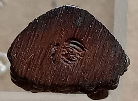 พระชัยวัฒน์ ปริสุทโธ ปี2538 รุ่นไพรีพินาศ เนื้อนวโลหะ มีโค้ด พร้อมกล่องเดิม