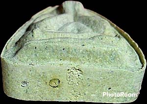 *พระปิดตาหลวงพ่อแพ วัดพิกุลทอง สิงห์บุรี รุ่นสาม อายุ ๘๗ ปี พ.ศ.๒๕๓๔ เนื้อเกสร ฝังตะกรุด*