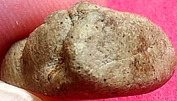 *พระปิดตาหลวงพ่อเกิด วัดทัพหลวง นครปฐม ปี๒๔๙๕ เนื้อผงว่าน*