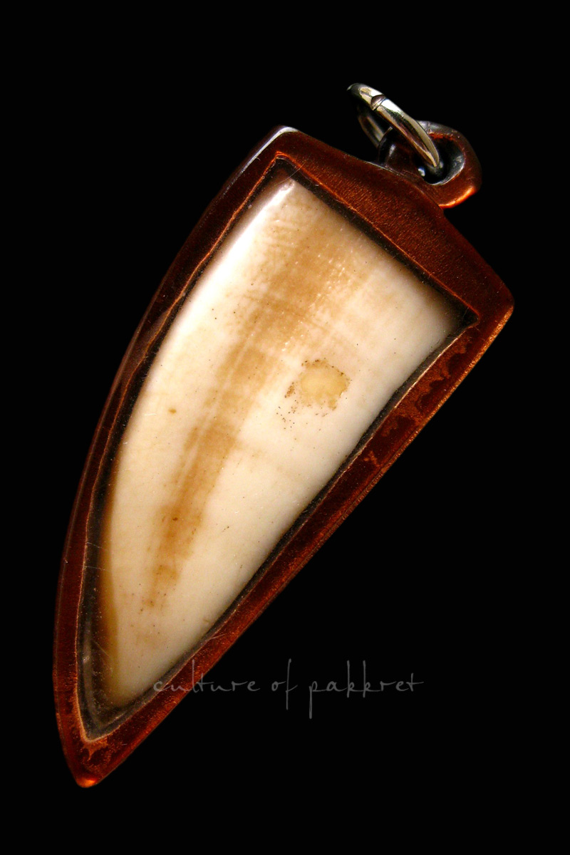 เขี้ยวหมูป่าตัน (2139)