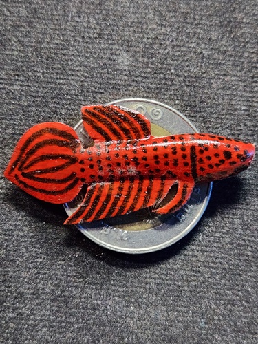 วัดโพธิ์ศรีเจริญ สุพรรณบุรี ปลากัด หลวงพ่อน่วม  เนื้อไม้ลงสีแดง เจ้าตำรับปลากัด นะ มหาสำเร็จ