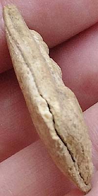 *นาคปรก เนื้อผง วัดเปาโลหิตย์ กทม. ปี๒๔๖๖*